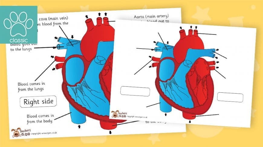heart labelling