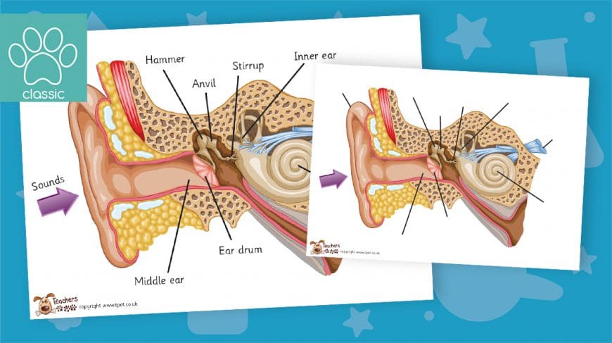 ear labelling