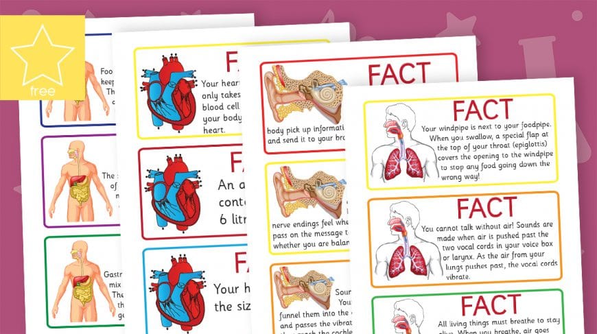 human body fact cards